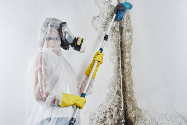 Best Best Mold Removal Companies  in Sharpes, FL