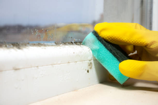 Best Mold Damage Repair  in Sharpes, FL